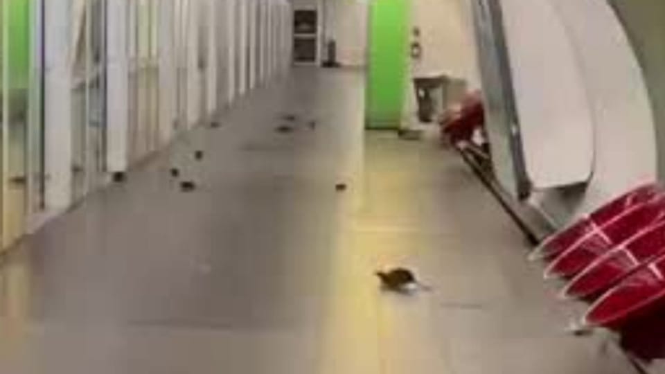 Ratten überrennen Pariser Metro-Station