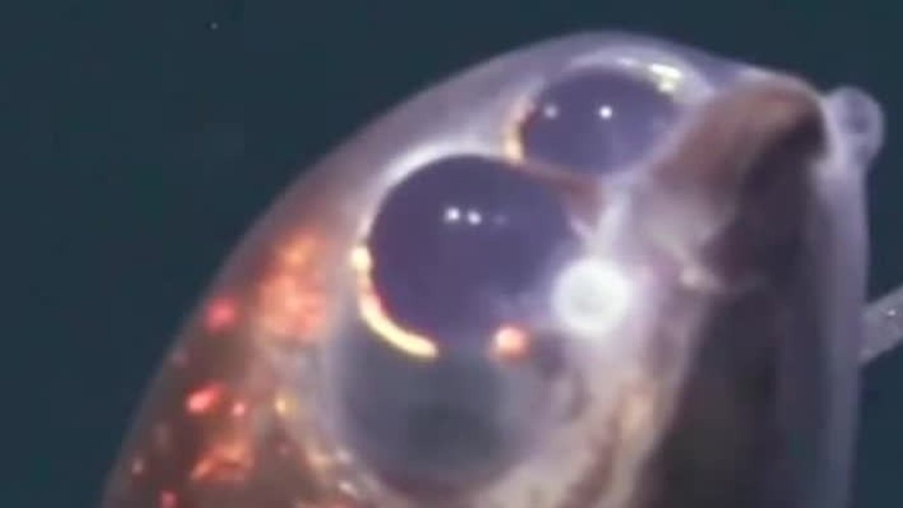 Glaskopf und riesige Augen: Forscher filmen erstmals Gespensterfisch