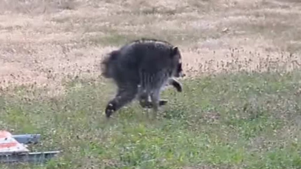Waschbär mit seltener Mutation erobert Tausende Herzen