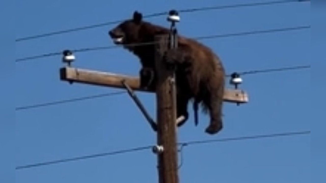 Bär sitzt in zehn Metern Höhe auf Strommast