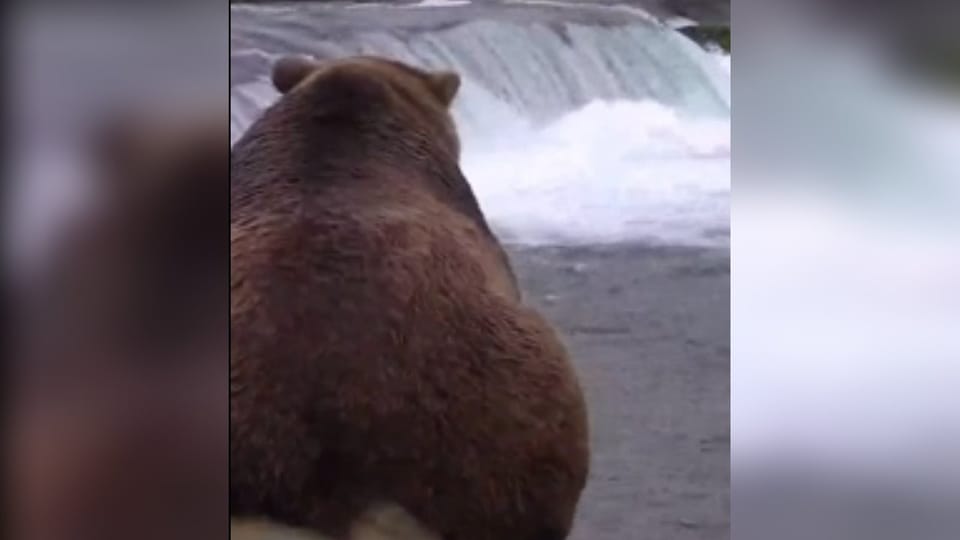 Der dickste gewinnt: Fat Bear Week kürt den fettesten Bären Alaskas